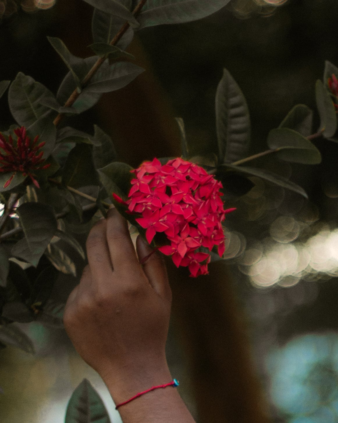 Mão segurando flores vermelhas, ensaio individual