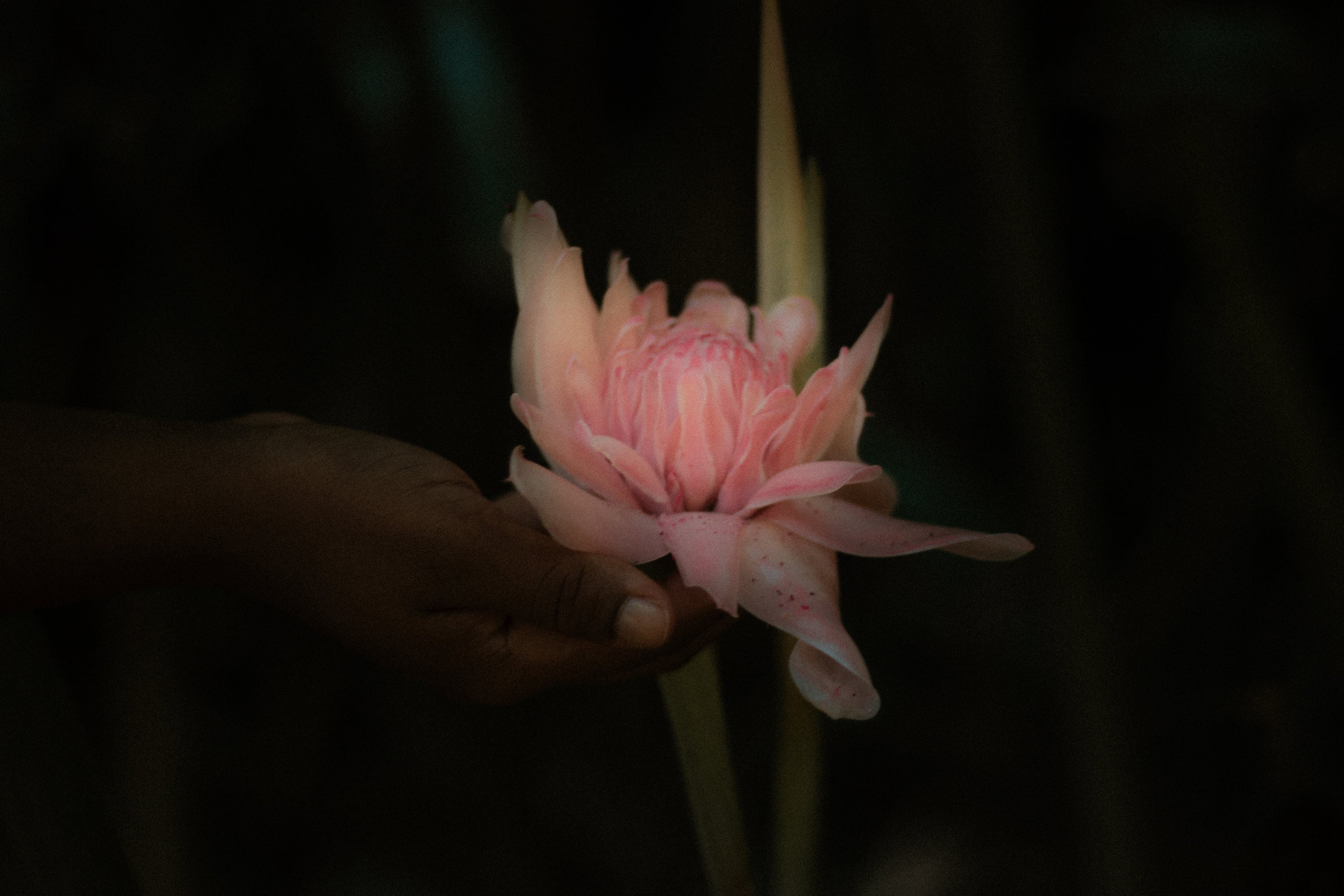 Flor rosa na mão, em fundo escuro, ensaio individual